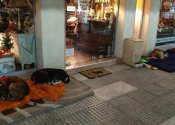 Αλεξανδρούπολη: Κατάστημα έβαλε χαλάκια απ’ έξω για τα αδέσποτα