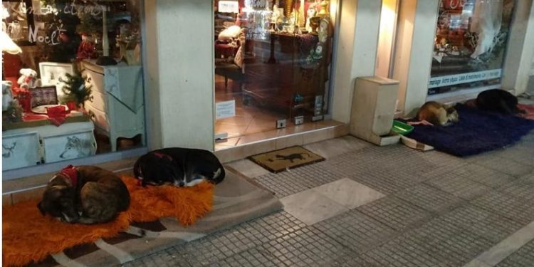 Alldaynews.gr Αλεξανδρούπολη: Κατάστημα έβαλε χαλάκια απ’ έξω για τα αδέσποτα