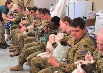 Αυστραλία: Στρατιώτες φροντίζουν στον ελεύθερο χρόνο τους κοάλα που σώθηκαν από τις φωτιές