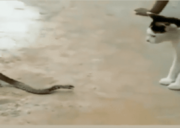 Φίδι τσακώνεται με γάτα ενώ το καταπίνει ένας βάτραχος (vid)