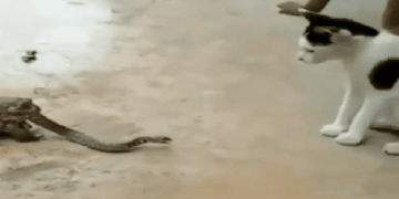 Alldaynews.gr Φίδι τσακώνεται με γάτα ενώ το καταπίνει ένας βάτραχος (vid)