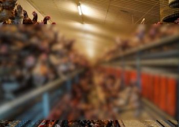 Εικόνες που προκαλούν σοκ σε φάρμα με κοτόπουλα (pics, vids)