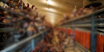 Εικόνες που προκαλούν σοκ σε φάρμα με κοτόπουλα (pics, vids)