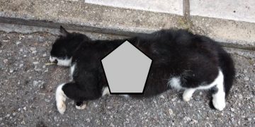 Βασάνισαν και σκότωσαν τον γάτο αντιδημάρχου του Δ. Θεσσαλονίκης