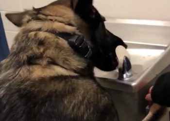 Σκύλος ανέβηκε σε ψύκτη και ήπιε μόνος του νερό (vid)