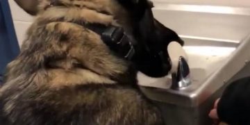 Σκύλος ανέβηκε σε ψύκτη και ήπιε μόνος του νερό (vid)