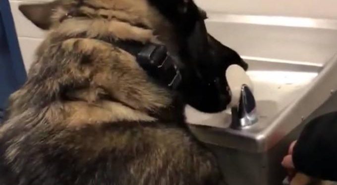 Σκύλος ανέβηκε σε ψύκτη και ήπιε μόνος του νερό (vid)