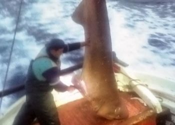 Απίστευτη ψαριά: Έπιασαν καρχαρία 400 κιλών μεταξύ Σκιάθου και Πλατανιά (pics)