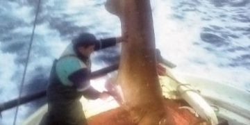 Απίστευτη ψαριά: Έπιασαν καρχαρία 400 κιλών μεταξύ Σκιάθου και Πλατανιά (pics)