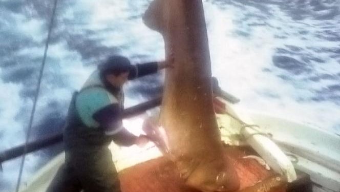 Απίστευτη ψαριά: Έπιασαν καρχαρία 400 κιλών μεταξύ Σκιάθου και Πλατανιά (pics)