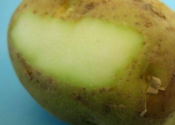 Πατάτες που «πρασινίζουν»: Τι κίνδυνος υπάρχει για την υγεία