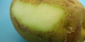 Πατάτες που «πρασινίζουν»: Τι κίνδυνος υπάρχει για την υγεία