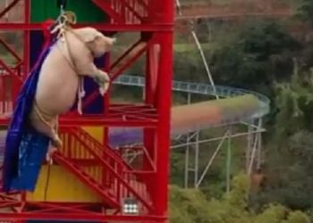 Φρίκη: Ανάγκασαν γουρούνι να κάνει bungee jumping για διαφήμιση (vid)