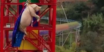 Alldaynews.gr Φρίκη: Ανάγκασαν γουρούνι να κάνει bungee jumping για διαφήμιση (vid)