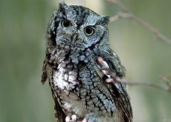 Συγκλονιστική είδηση: Κουκουβάγια έφαγε τόσο πολύ που δεν μπορούσε να πετάξει! (pic)