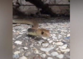 Δηλητηριώδες φίδι δάγκωσε άνδρα ενώ προσπαθούσε να το πιάσει κάνοντας live μετάδοση (vid)