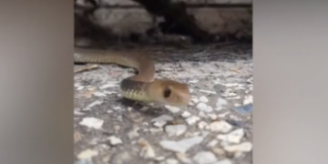 Δηλητηριώδες φίδι δάγκωσε άνδρα ενώ προσπαθούσε να το πιάσει κάνοντας live μετάδοση (vid)