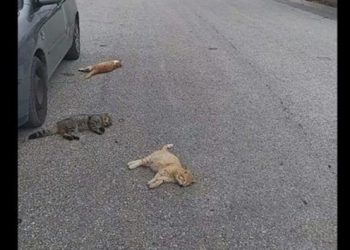 Απόκοσμες εικόνες. Δηλητηρίασαν 20 γάτες στα Τρίκαλα (video)