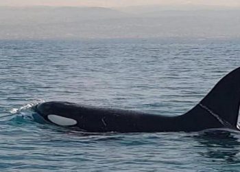 Εντυπωσιακή φάλαινα-όρκα ανοιχτά της Κύπρου (Video)