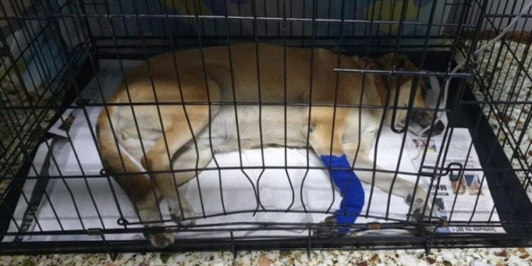 Συνελήφθη άνδρας που πυροβόλησε σκυλίτσα