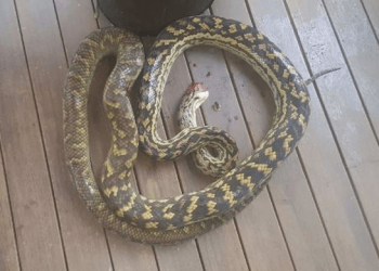 Φρικιαστικό: Πρόλαβαν τελευταία στιγμή πύθωνα πριν καταπιεί 2χρονο αγοράκι (pics)