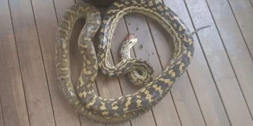 Alldaynews.gr Φρικιαστικό: Πρόλαβαν τελευταία στιγμή πύθωνα πριν καταπιεί 2χρονο αγοράκι (pics)