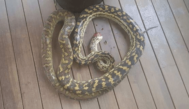 Alldaynews.gr Φρικιαστικό: Πρόλαβαν τελευταία στιγμή πύθωνα πριν καταπιεί 2χρονο αγοράκι (pics)