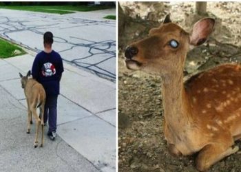 10χρονο Αγόρι Βοηθάει Κάθε Πρωί Τυφλό Ελάφι Να Βρει Τροφή Και Μετά Πηγαίνει Στο Σχολείο