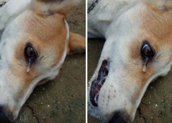 Σκύλος δακρύζει λίγο πριν πεθάνει από φόλα όταν δηλητηριάστηκε από κλέφτες