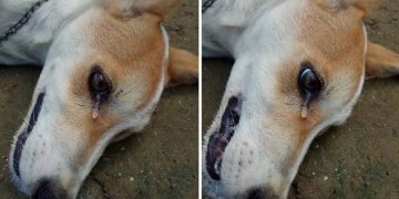 Alldaynews.gr Σκύλος δακρύζει λίγο πριν πεθάνει από φόλα όταν δηλητηριάστηκε από κλέφτες