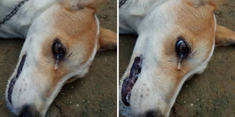 Alldaynews.gr Σκύλος δακρύζει λίγο πριν πεθάνει από φόλα όταν δηλητηριάστηκε από κλέφτες
