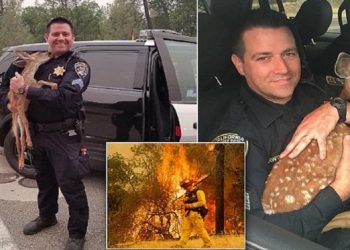 Μωρό Ελαφάκι Δίνει Γλυκό Φιλί Στον Πυροσβέστη Που Το Έσωσε Από Τη Φονική Πυρκαγιά Στην Καλιφόρνια