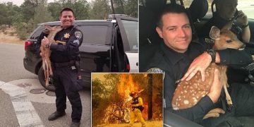 Μωρό Ελαφάκι Δίνει Γλυκό Φιλί Στον Πυροσβέστη Που Το Έσωσε Από Τη Φονική Πυρκαγιά Στην Καλιφόρνια