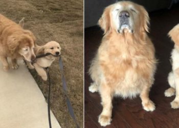 Ψυχούλες Μου: Σκυλάκος Βοηθάει Με Την Αγάπη Του Έναν Άλλον Σκύλο Που Είναι Τυφλός Να “Δει”