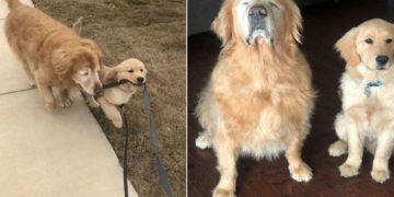 Alldaynews.gr Ψυχούλες Μου: Σκυλάκος Βοηθάει Με Την Αγάπη Του Έναν Άλλον Σκύλο Που Είναι Τυφλός Να “Δει”