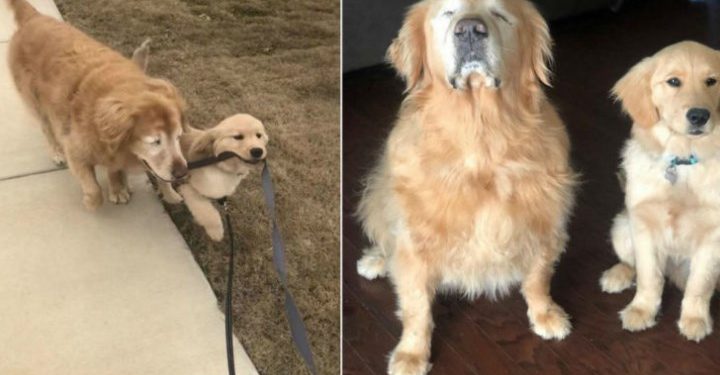 Alldaynews.gr Ψυχούλες Μου: Σκυλάκος Βοηθάει Με Την Αγάπη Του Έναν Άλλον Σκύλο Που Είναι Τυφλός Να “Δει”