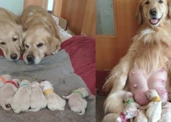 Μαμά Και Μπαμπάς Γκόλντεν Ριτρίβερ Βλέπουν Τα Νεογέννητα Μικρά Τους Γεμάτοι Αγάπη