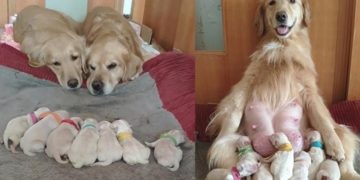 Alldaynews.gr Μαμά Και Μπαμπάς Γκόλντεν Ριτρίβερ Βλέπουν Τα Νεογέννητα Μικρά Τους Γεμάτοι Αγάπη