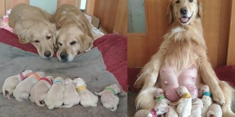 Alldaynews.gr Μαμά Και Μπαμπάς Γκόλντεν Ριτρίβερ Βλέπουν Τα Νεογέννητα Μικρά Τους Γεμάτοι Αγάπη