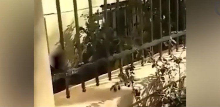 ΑΣΟΕΕ: Ειδικός φρουρός τράβηξε όπλο μέσα στο πανεπιστήμιο[Βίντεο Ντοκουμέντο]