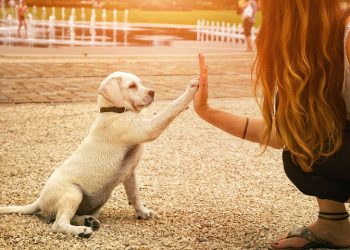 Το Ξέρατε; Οι Σκύλοι Καταλαβαίνουν Τα Λόγια Και Τη Χροιά Της Φωνής Μας…