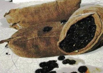 Δεν του βγήκε σε καλό το μάζεμα αχινών! Τι έπαθε ο τύπος!![photo]