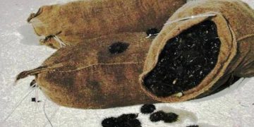 Δεν του βγήκε σε καλό το μάζεμα αχινών! Τι έπαθε ο τύπος!![photo]