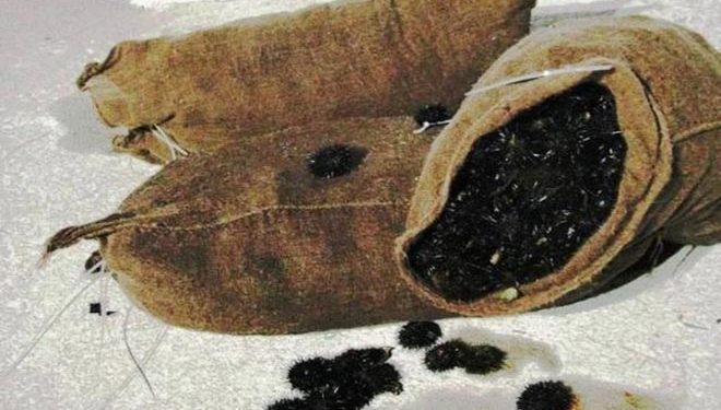 Δεν του βγήκε σε καλό το μάζεμα αχινών! Τι έπαθε ο τύπος!![photo]