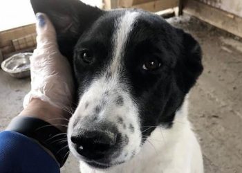 Ζευγάρι υιοθέτησε αδέσποτο σκύλο από καταφύγιο και μόλις τον πήγε σπίτι, τον σκότωσε, τον τηγάνισε και τον έφαγε (pics, vid)