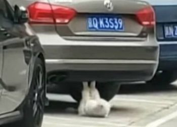 Γάτα κάνει… κοιλιακούς και γίνεται το απόλυτο viral video