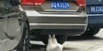 Alldaynews.gr Γάτα κάνει… κοιλιακούς και γίνεται το απόλυτο viral video