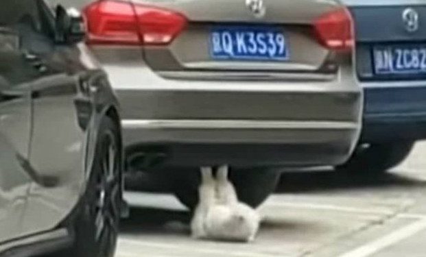 Alldaynews.gr Γάτα κάνει… κοιλιακούς και γίνεται το απόλυτο viral video