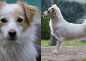 Κοκόνι: Μια αρχαία ελληνική μικρόσωμη ράτσα που πολλοί δεν γνωρίζουν