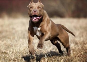 Στο νοσοκομείο διάσημη ηθοποιός – Την κατασπάραξαν τα σκυλιά της